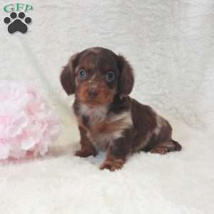 Daisy, Dachshund Puppy